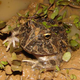 Un Ceratophrys actual. Foto: Wikipedia.